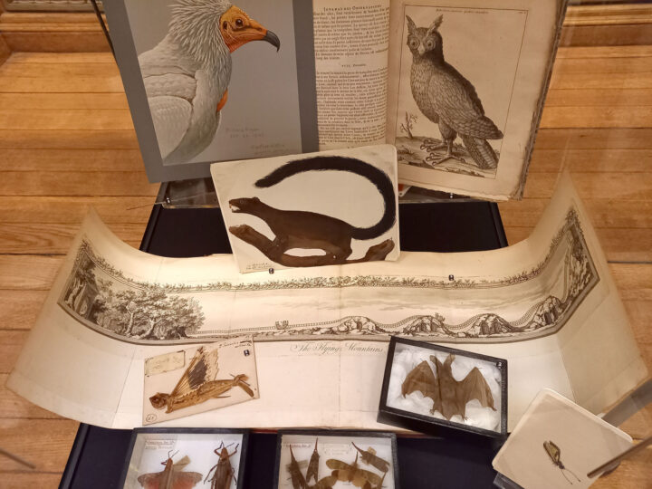 The display cabinet showing the items in 'Flights of Fancy'.