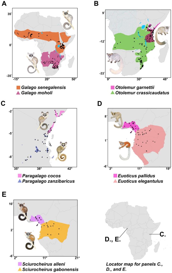 Five distribution maps of galago species are shown across Africa, with different colours indicating the ranges of different species.