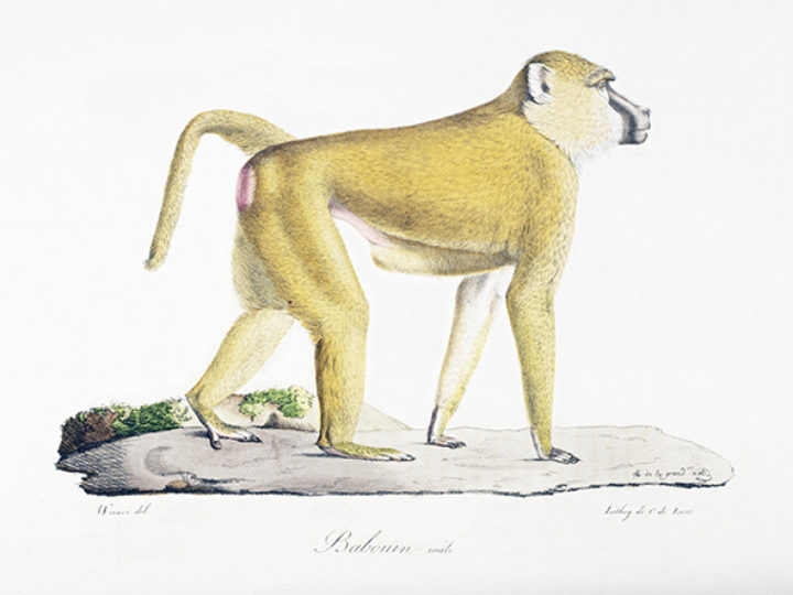 Babouin male from Geoffroy Saint-Hilaire and Cuvier, Histoire naturelle des mammifères