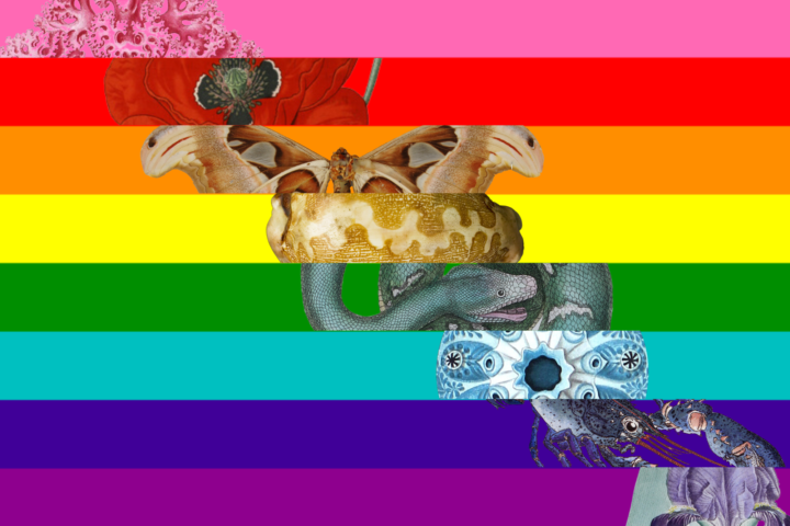 Gilbert Baker-designed Rainbow Flag