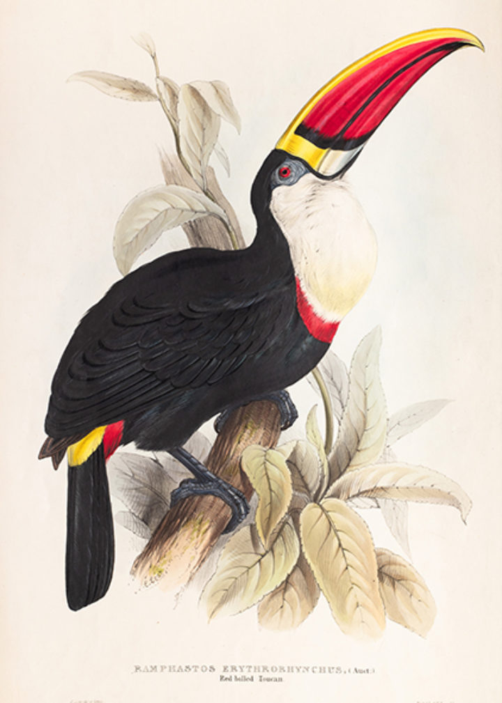 Red-billed Toucan from Gould, A monograph of the Ramphastidae, or family of toucans