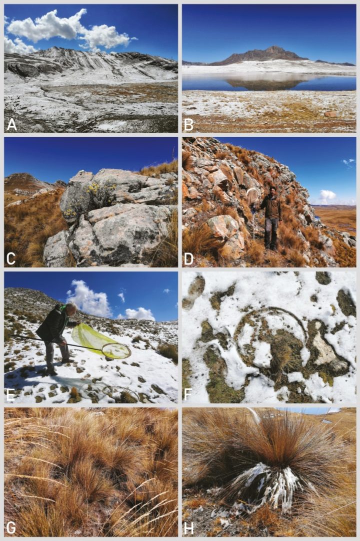 Eight images showing the rocky puna habitat of the new species of butterfly. A light covering of snow appears on the ground.