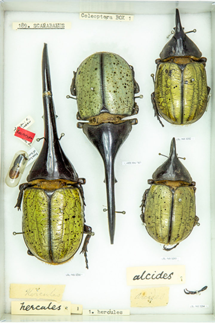 Hercules beetles