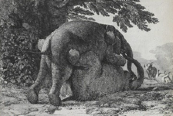 elephants were confiscated by the French in 1795