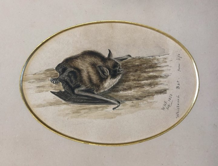 small watercolour image of a bat by W.H. Flowers