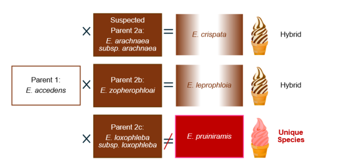 A graphic showing the way new hybrid species are produced, using coloured boxes and ice cream swirls for visual assistance.
