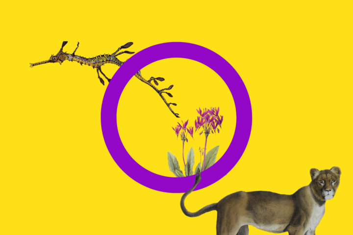 Intersex flag - Linnean Pride flags