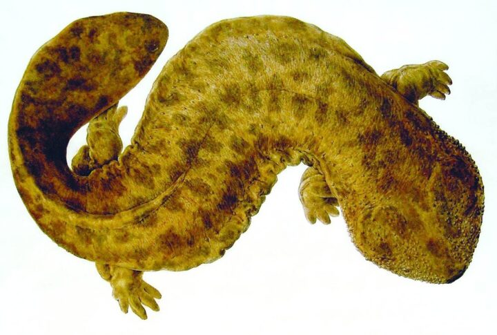 a taxidermy specimen of the Japanese Giant Salamader from the dorsal view.
