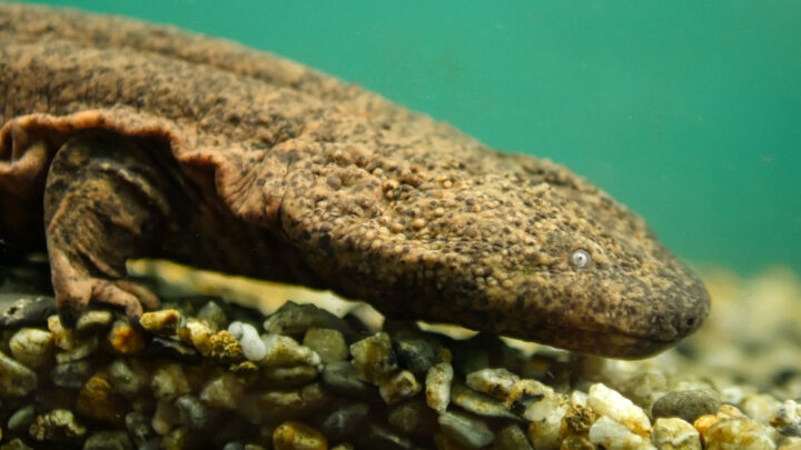 A Japanese giant salamander is seen entering the screen from the left, its large, flat body and tiny eyes visible.