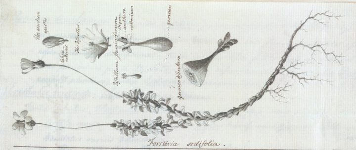 manuscripts of Johann Reinhold Forster