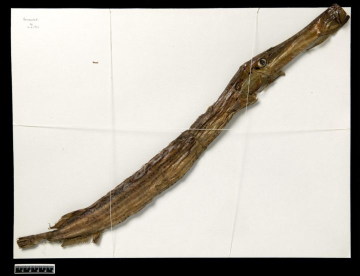 Trumpet fish, LINN 153 Aulostomus maculatus