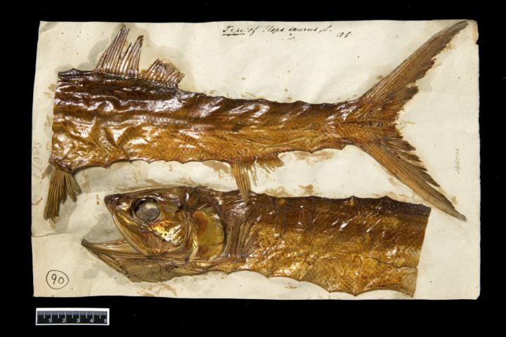 Elops saurus