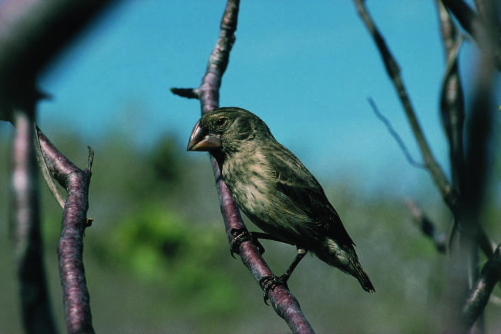 Small finch sits on branch, with blue sky in the background