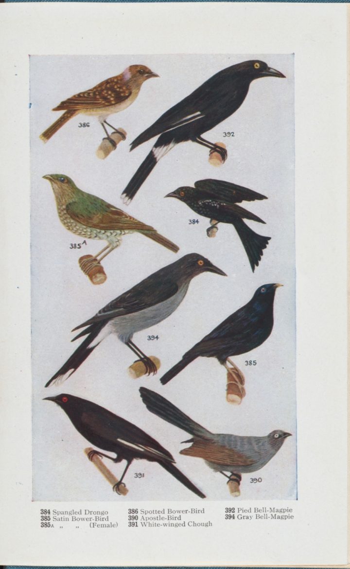 Illustrations of drone, bower birds and magpies