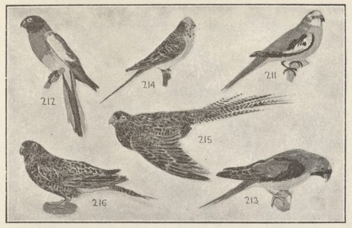 monochrome illustrations of parrots