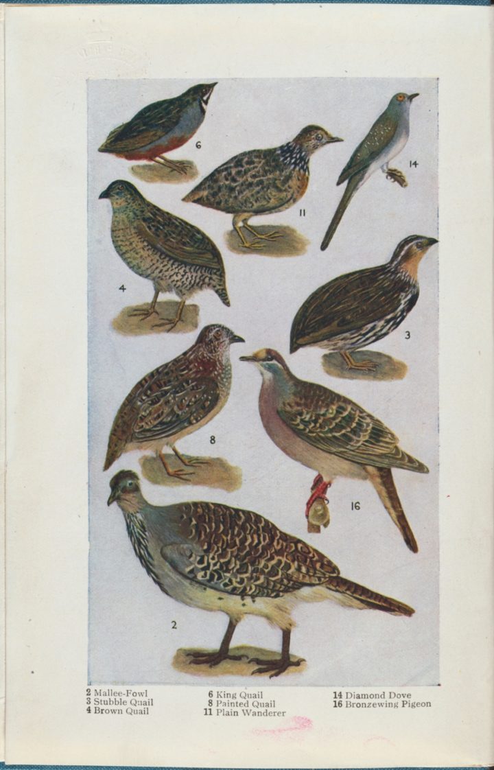 Illustrations of various birds, quail, fowl, pigeon and dove