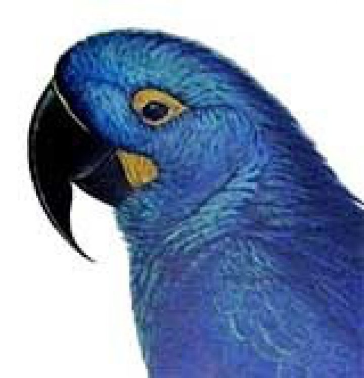 Lear Battle Of Beaks