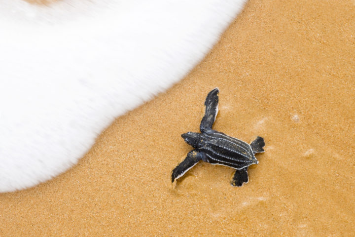 A young leatherback turtle hatchling approaches the sea from above.