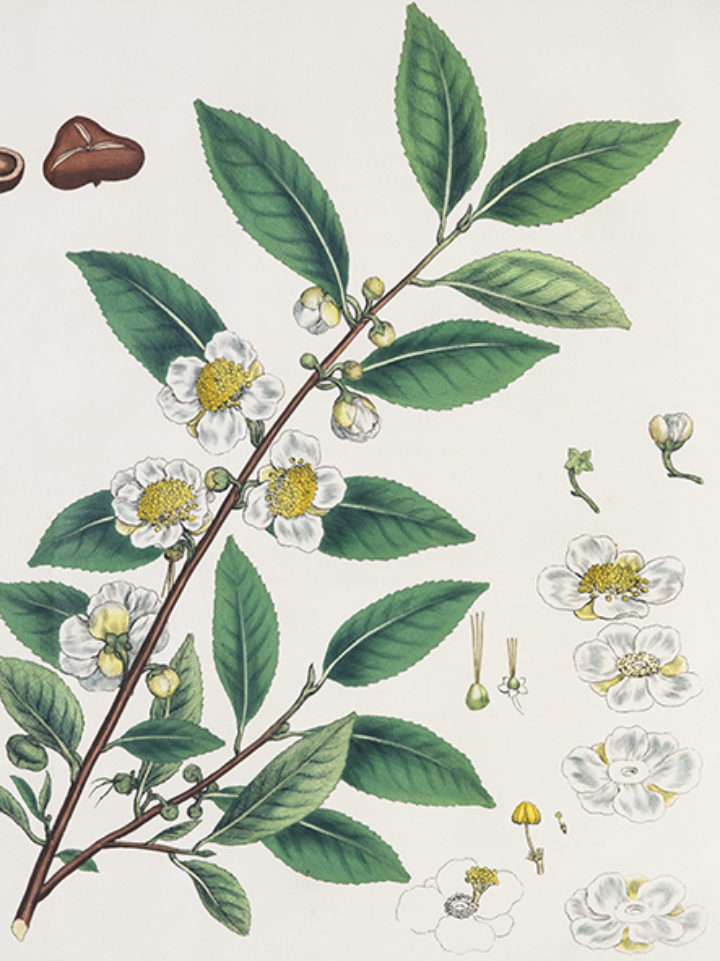 Bohea Tea from Lettsom's 'The natural history of the tea-tree'