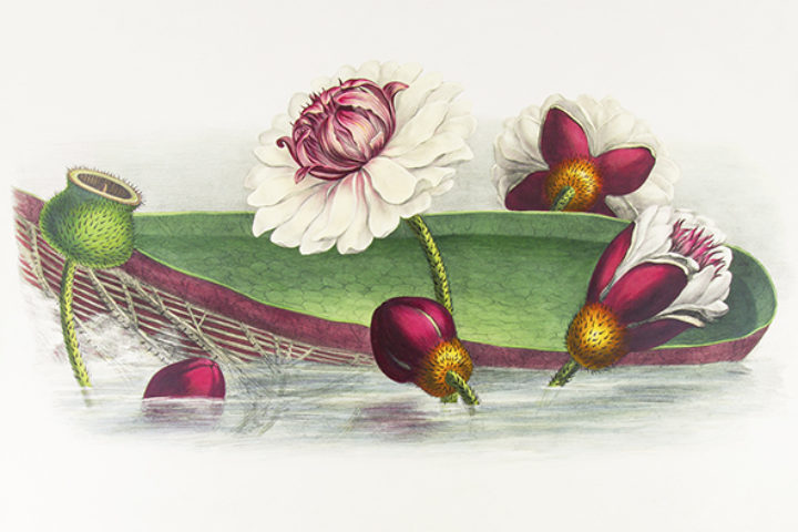 'Victoria Regia' from Lindley's 'Victoria Regia'