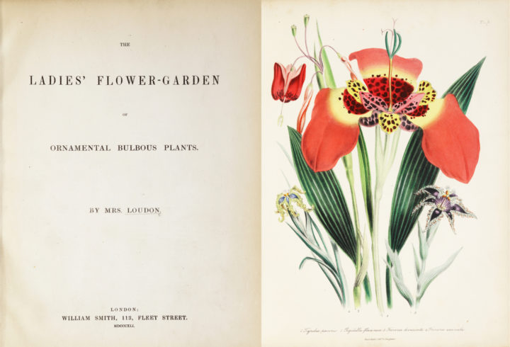 Jane Webb Loudon's The Ladies' Flower-Garden of Ornamental Bulbous Plants