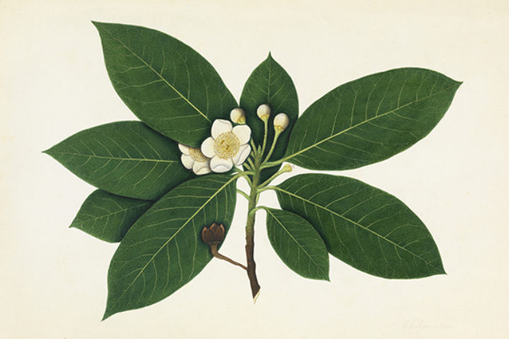 Gordonia Chillawnea, collected by Francis Buchanan-Hamilton