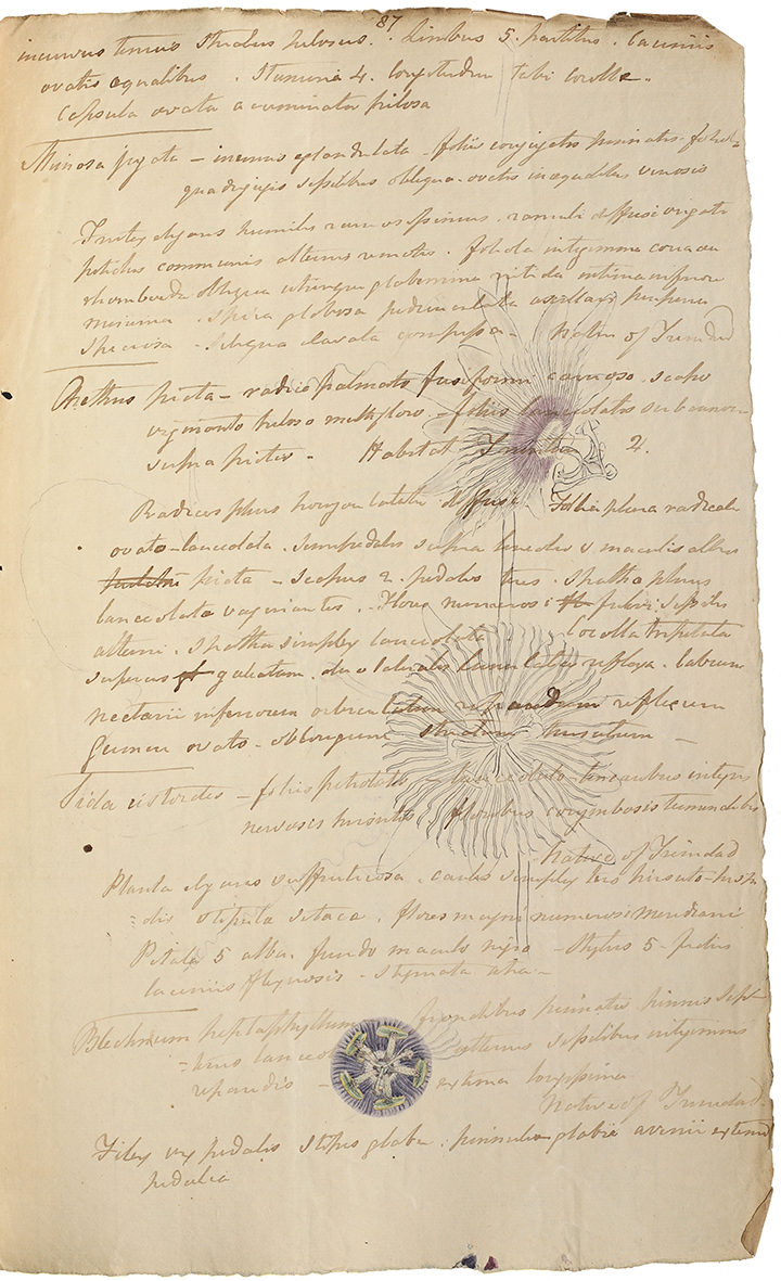 Page from MS/607/4/1 - Appendix to the draft catalogue