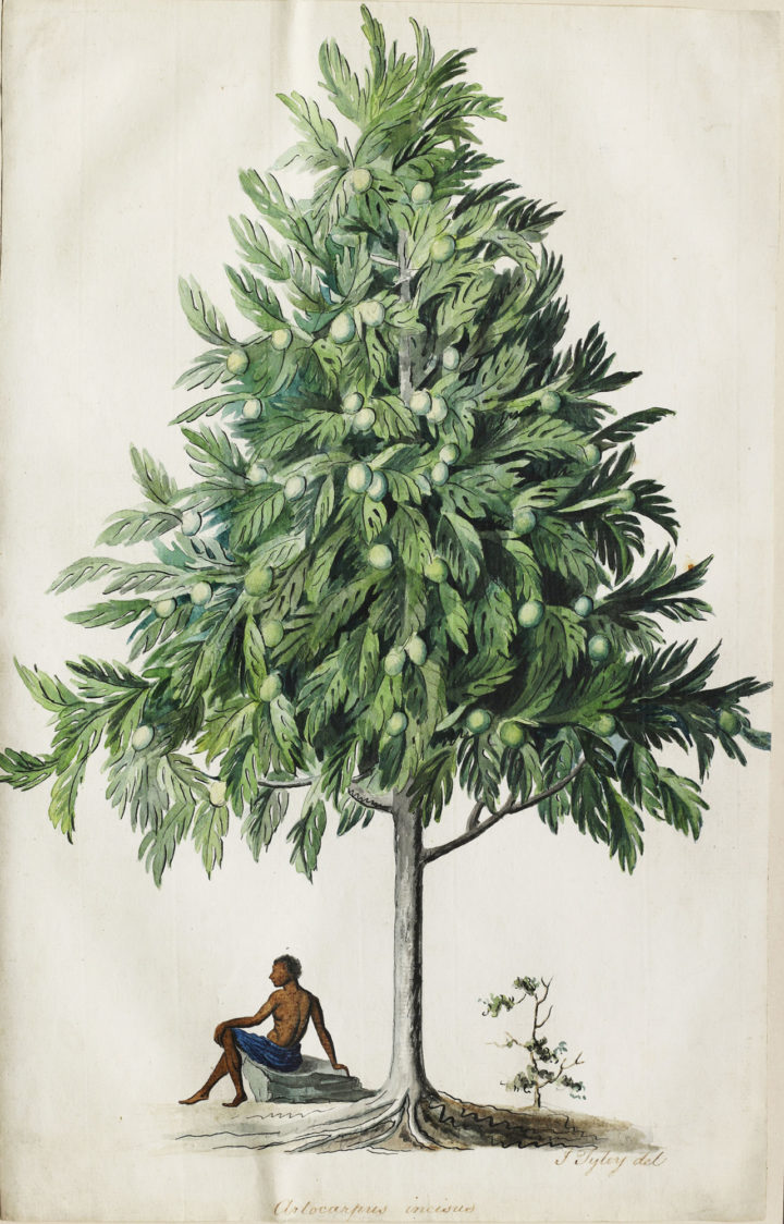 Tyley, breadfruit tree