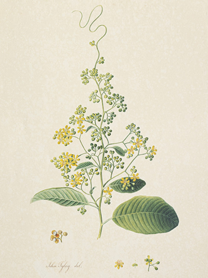 Calycarpa scandens by John Tyley, collected by Alexander Anderson