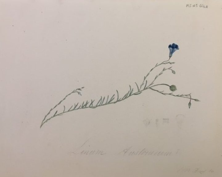 A watercolour drawing of 'Linum austriacum', made by George Bentham in 1822 (MS/664, The Linnean Society of London)