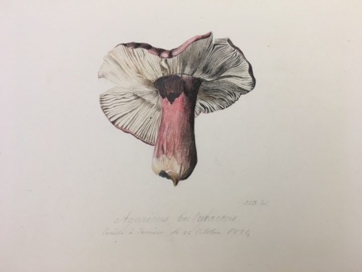 A watercolour drawing of 'Agarius butyraceus', made by George Bentham in 1824 (MS/664, The Linnean Society of London)