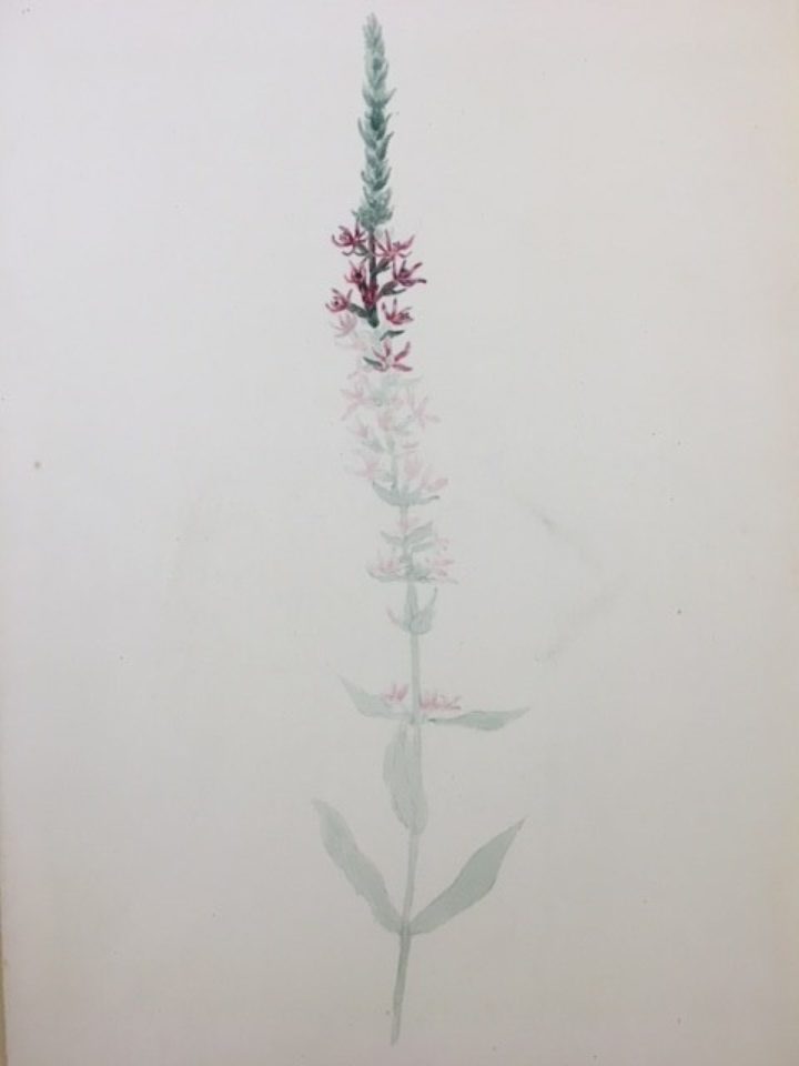 An unfinished watercolour drawing of an unidentified plant by George Bentham (MS/664, The Linnean Society of London)