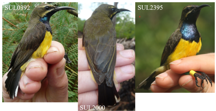 Male Sahul Sunbird