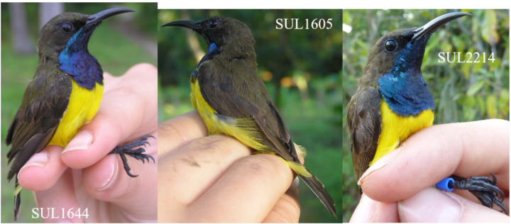 Male Wakatobi Sunbird