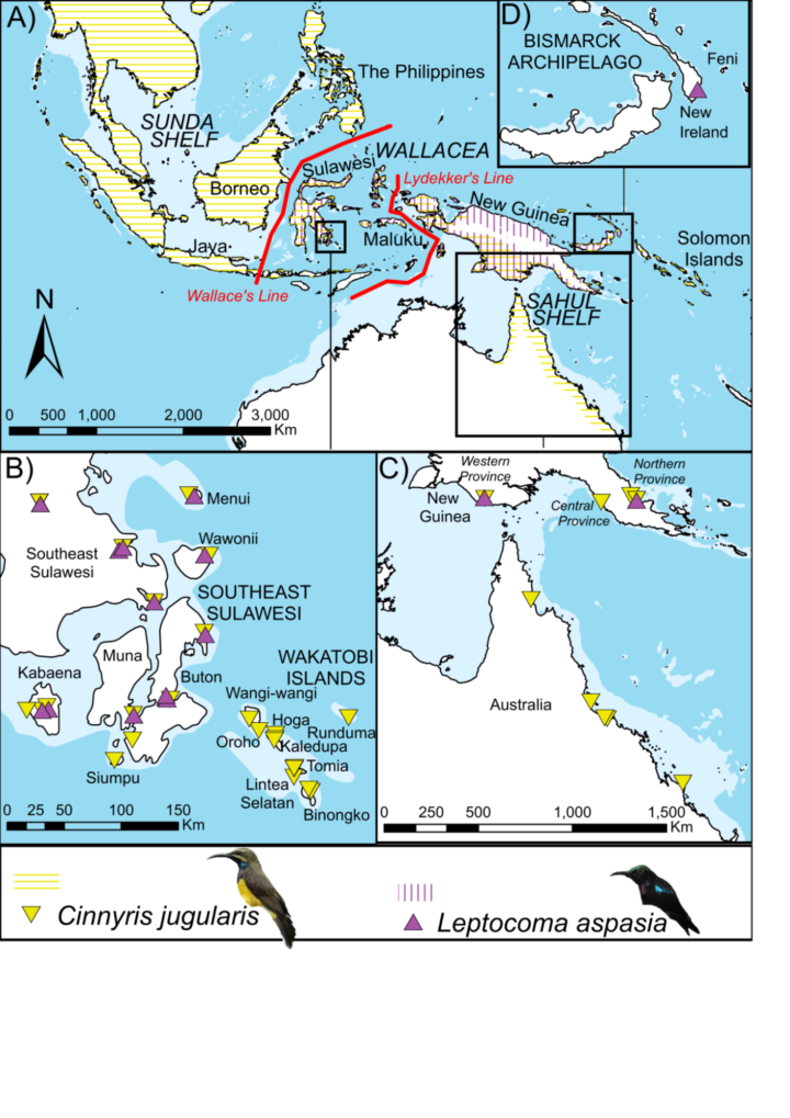 Map showing Wallace’s Line and Lydekker’s Line