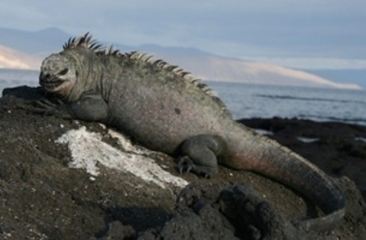 marine iguana (Amblyrhynchus cristatus)