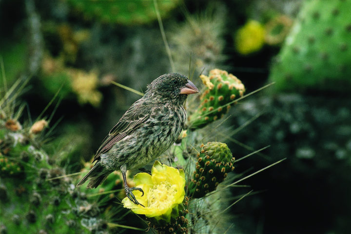 Brown speckled bird atop a yellow cactus flower, with green cacti in background