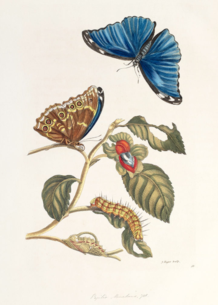 Papilio Menelaus from Merian's 'Dissertatio de generatione et metamorphosibus insectorum Surinamensium'