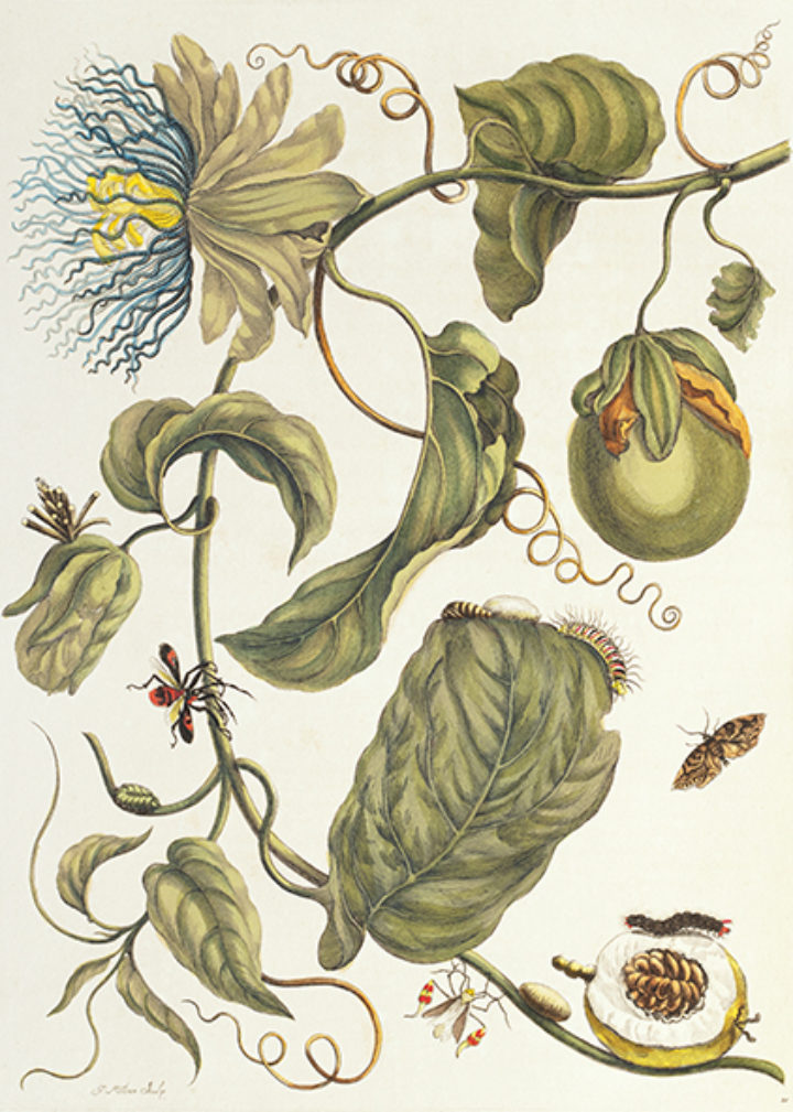 Marquiaas from Merian, Dissertatio de generatione et metamorphosibus insectorum Surinamensium