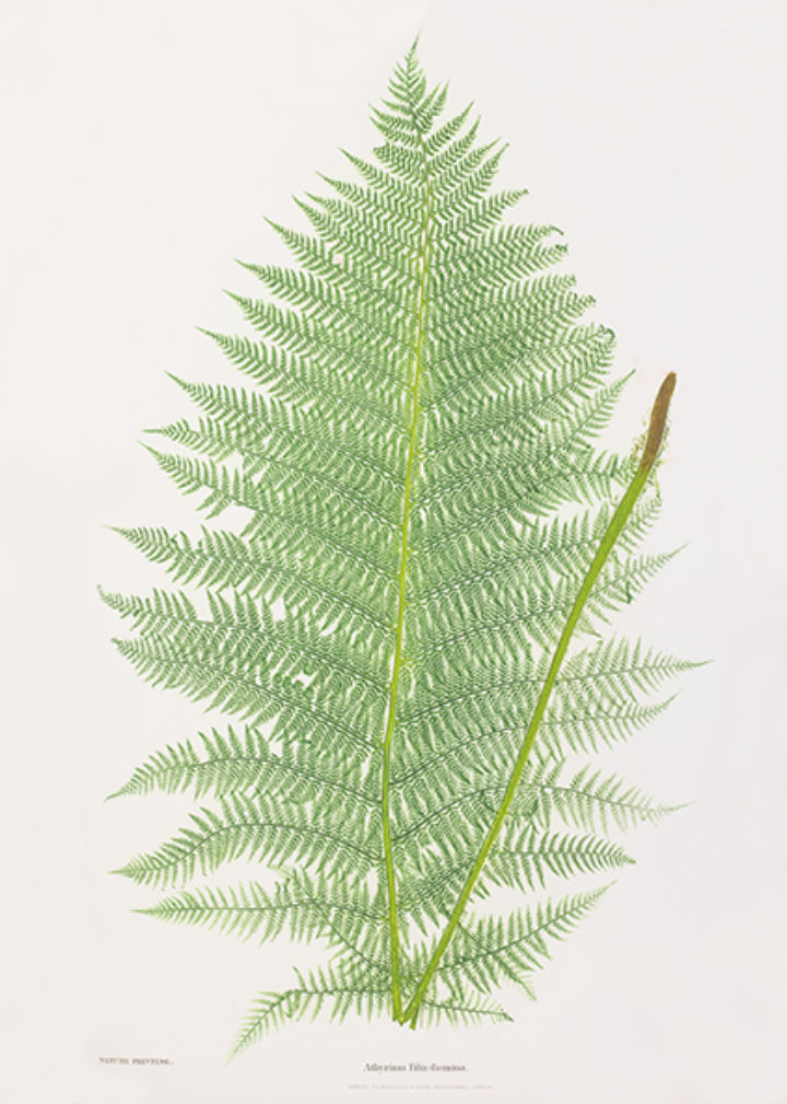 Athyrium Filix-foemina from Moore and Bradbury's 'The ferns of Great Britain and Ireland'