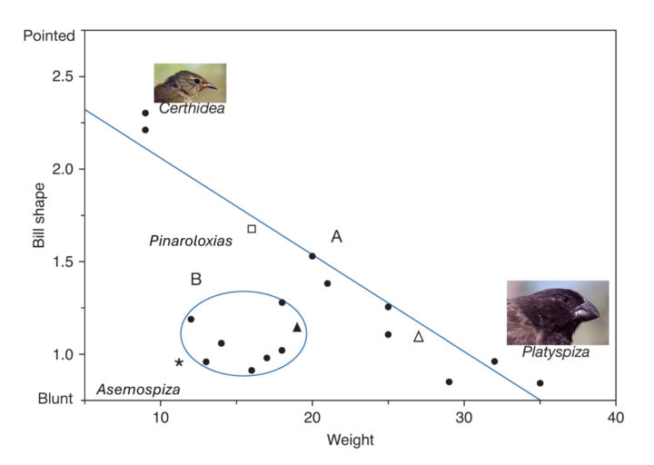 Morphology graph of variance in beak shape among all Darwin's finches