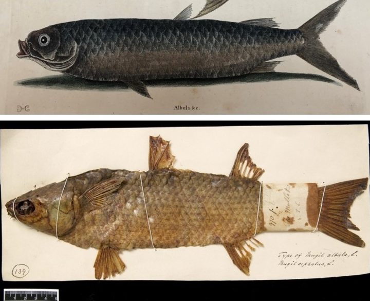Mullet in Catesby and as specimen