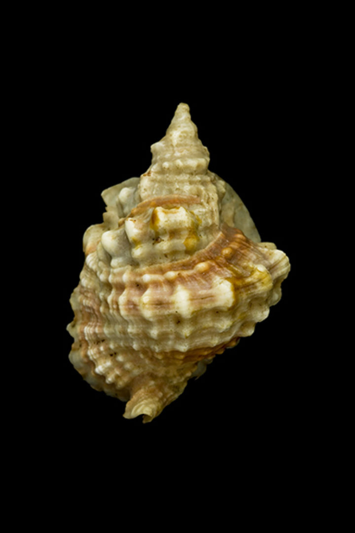 Murex anus