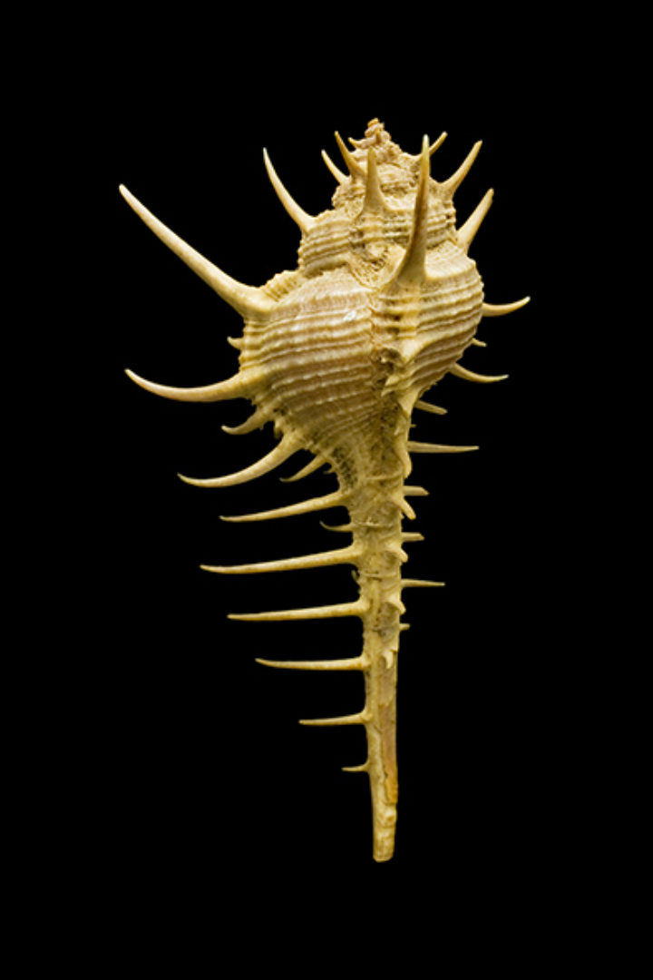Murex tribulus