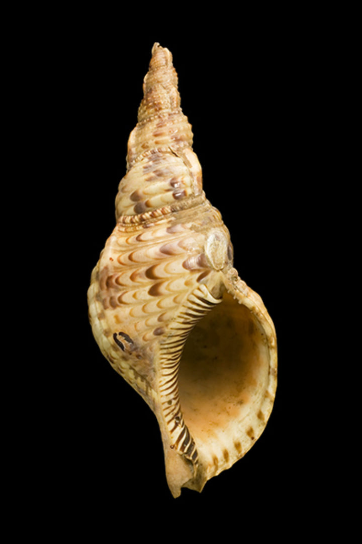 Murex tritonis