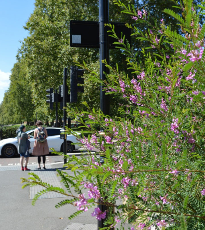 Two people are crossing a road with a car in front of them, a bush with pick flowers in the foreground.