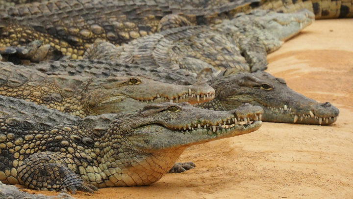 Five Nile crocodiles grouped together on yellow sandy bank.