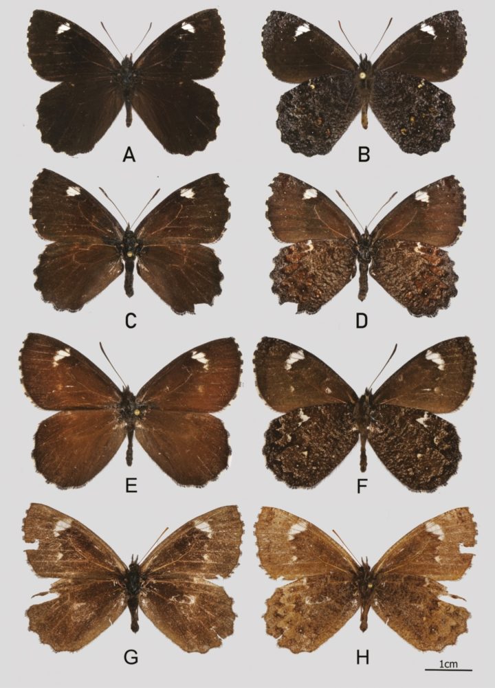 Eight brown butterflies with small white patches on their wings.
