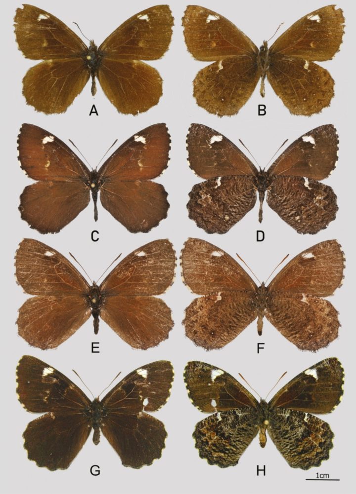 Eight examples of the new species of butterfly, showing male (A-D) and female (E-H) adults.