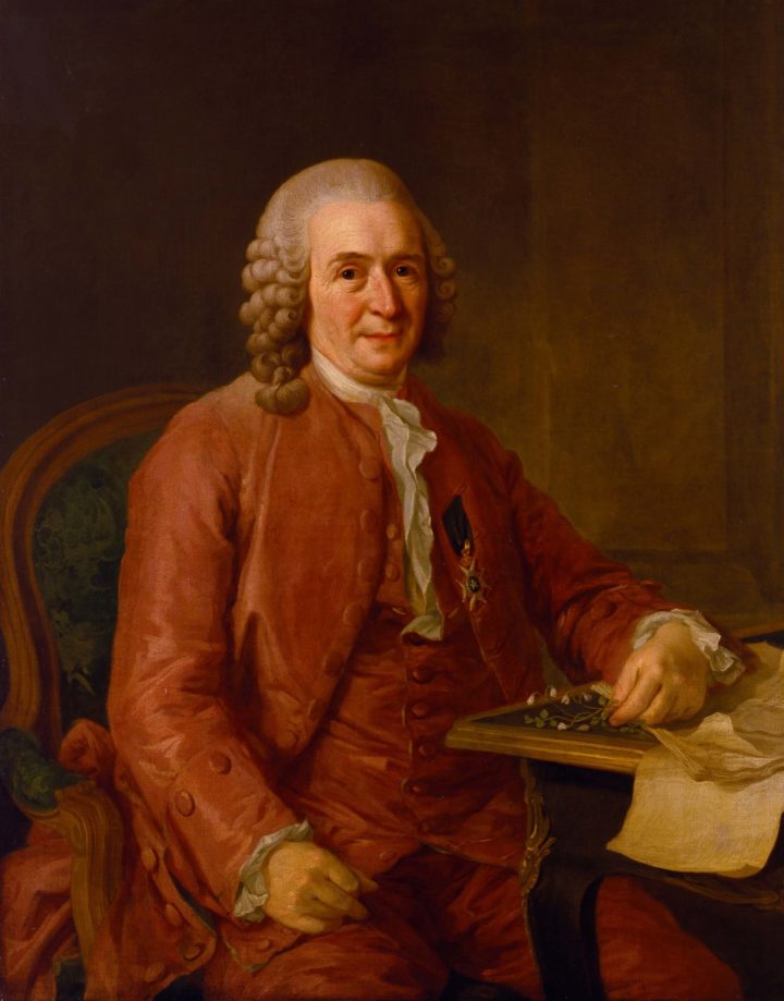 Oil painting of Carl Linnaeus painted by Laurent Pasch, after Alexander Roslin (OP/Linn/5)